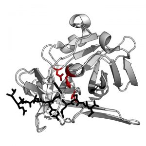 TEV protease